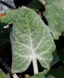 Petasites paradoxus. Молодой лист. Германия, г. Дюссельдорф, Ботанический сад университета. 04.05.2014.