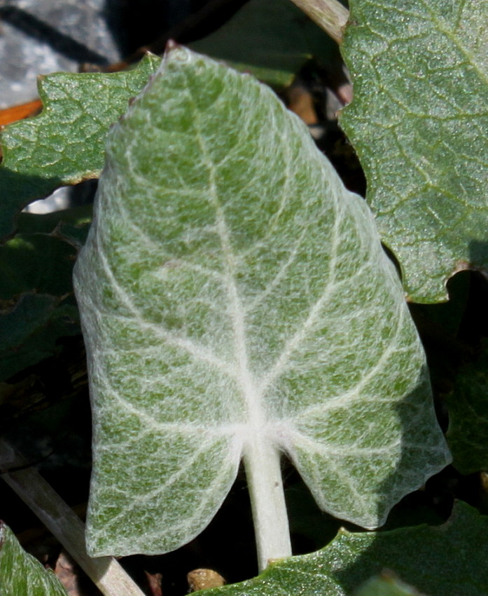 Image of Petasites paradoxus specimen.