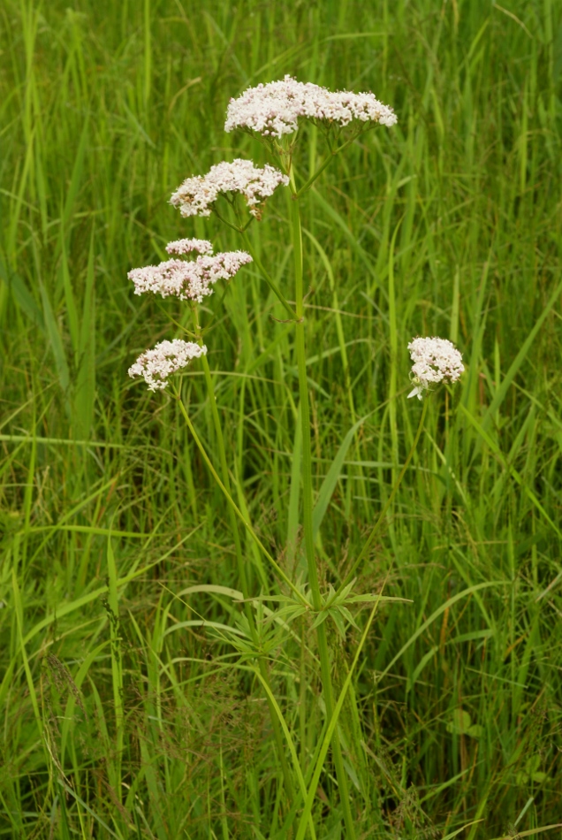 Изображение особи Valeriana alternifolia.
