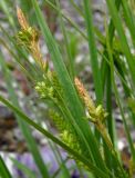 Carex pallescens