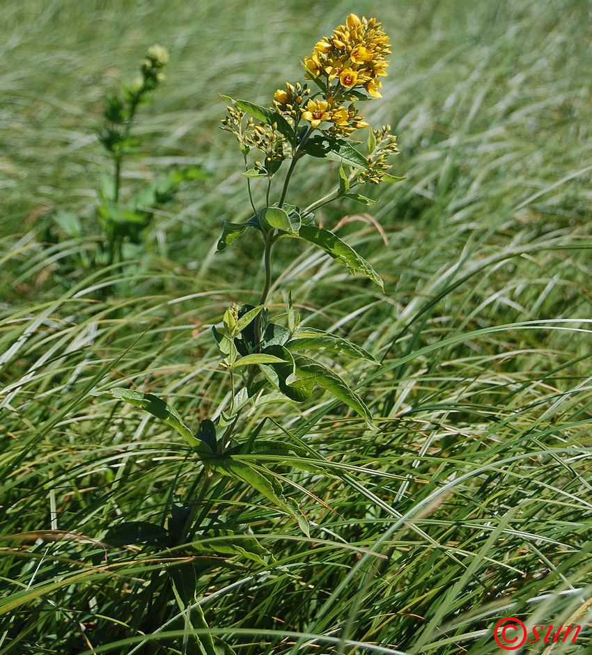 Изображение особи Lysimachia vulgaris.