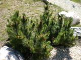 Pinus mugo