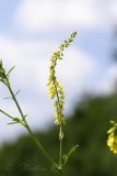 Image of taxon representative. Author is Раду Страту