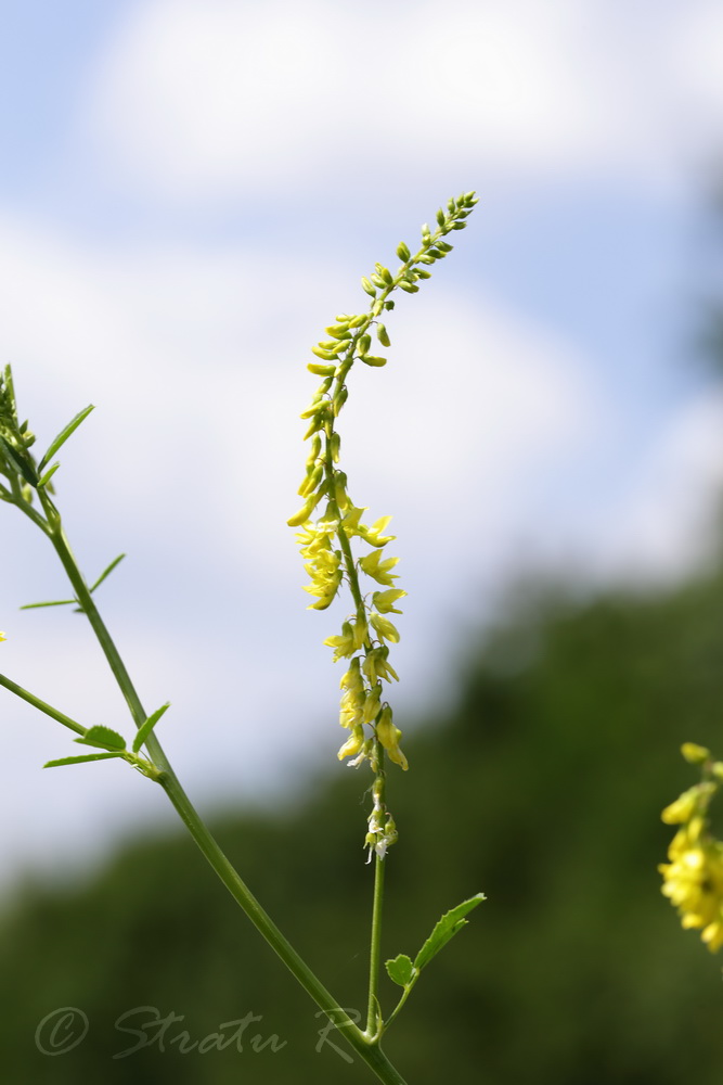 Image of Melilotus officinalis specimen.