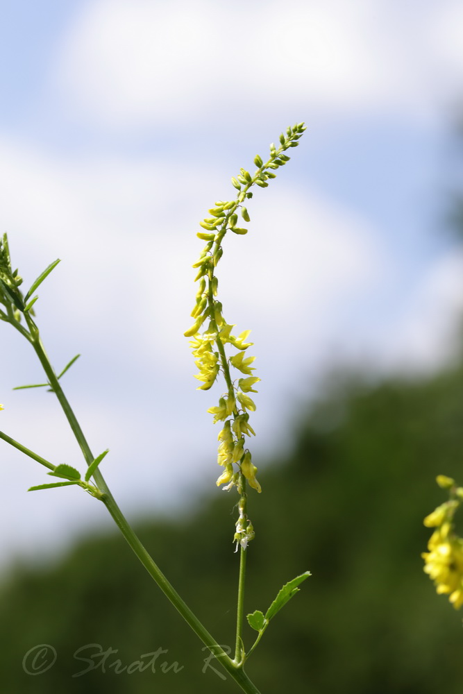 Изображение особи Melilotus officinalis.