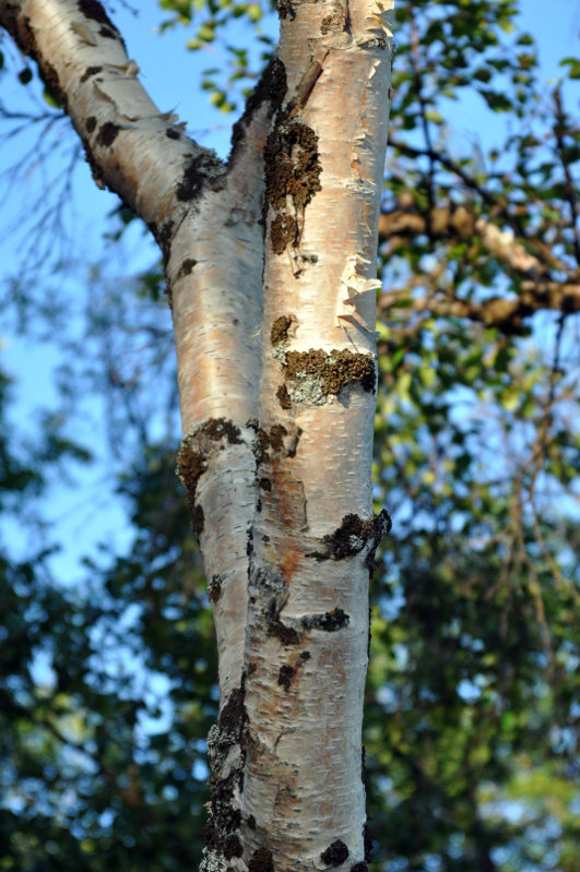 Изображение особи Betula subarctica.