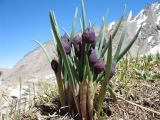 Allium atrosanguineum. Зацветающие растения. Казахстан, Тянь-Шань, Заилийский Алатау в окр. Алматы, ≈ 3100 м н.у.м. 21 июня 2013 г.