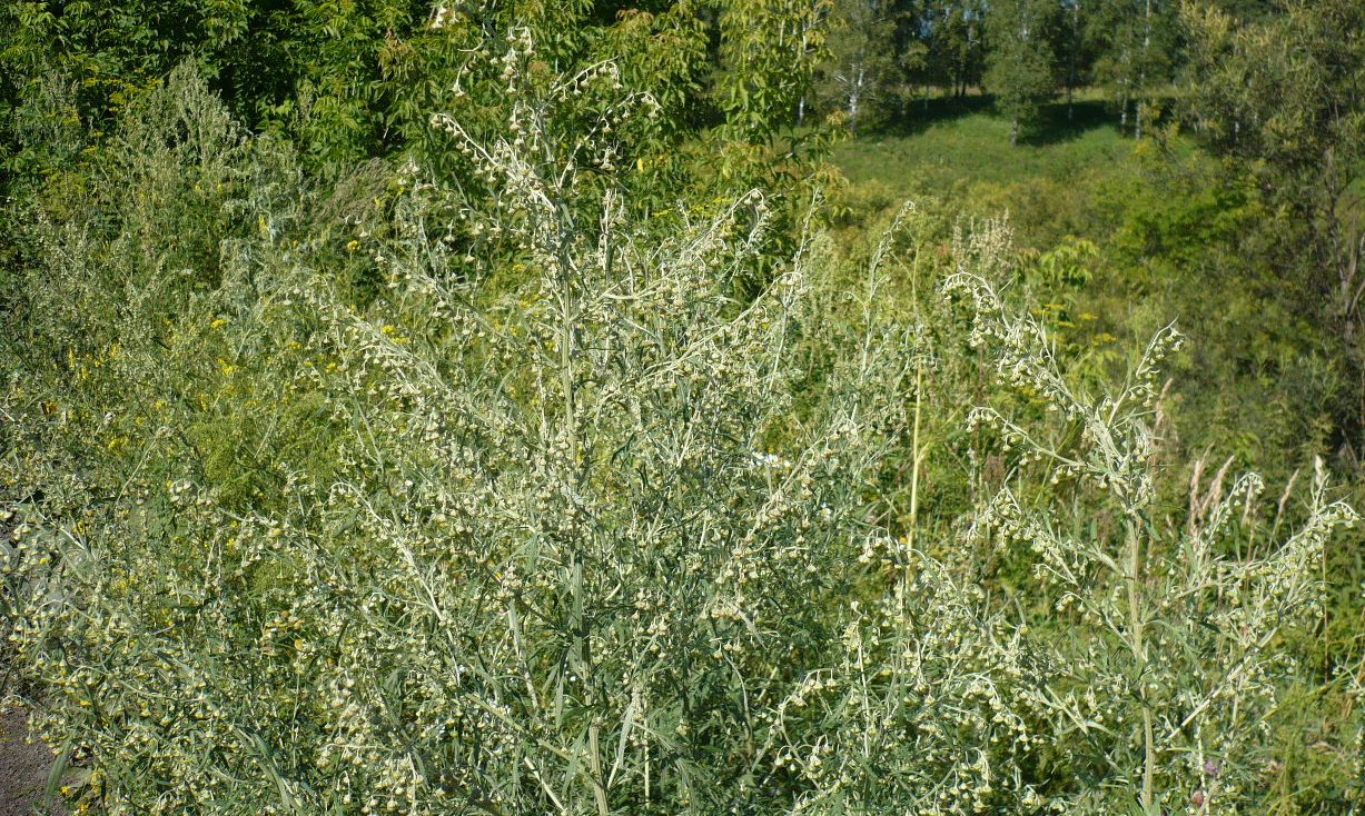 Image of Artemisia sieversiana specimen.