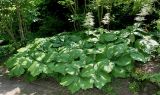 Rodgersia podophylla