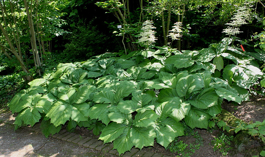 Изображение особи Rodgersia podophylla.