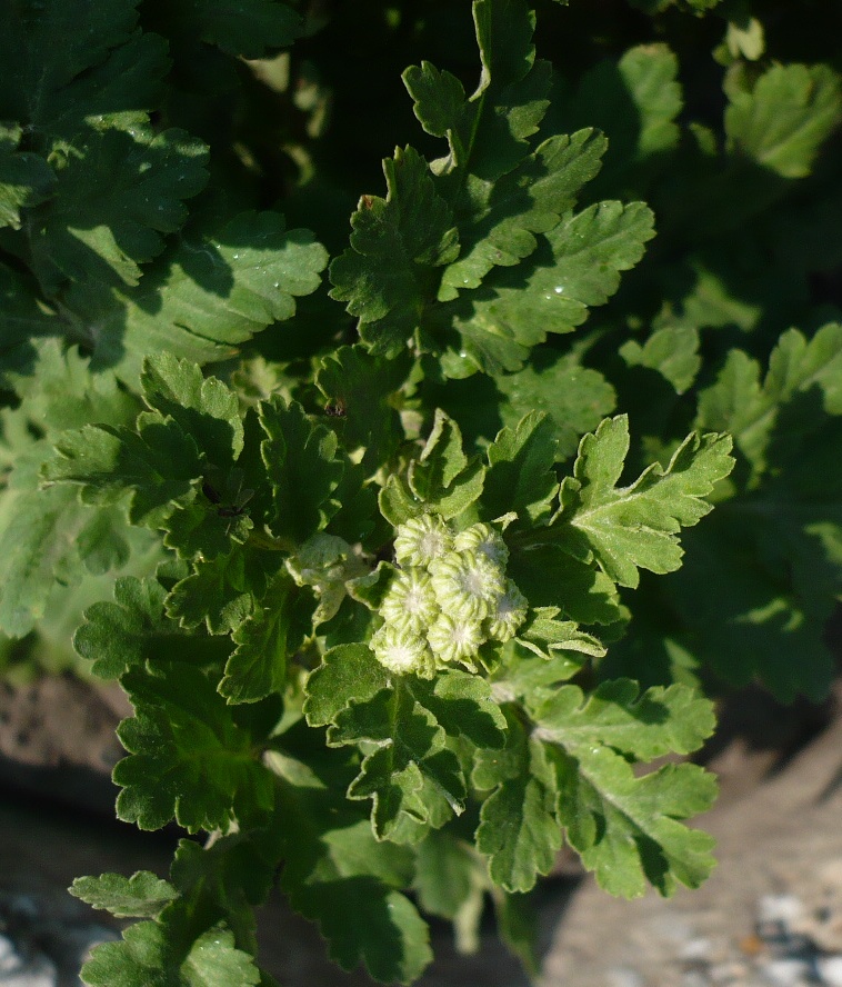 Изображение особи Pyrethrum parthenium.