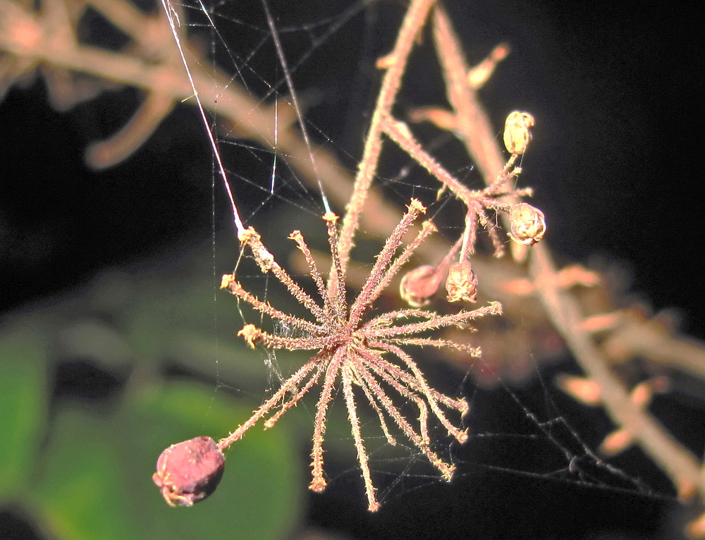 Image of Aralia elata specimen.