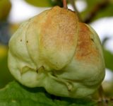 род Staphylea. Зреющий плод. Германия, г. Дюссельдорф, Ботанический сад университета. 05.09.2014.