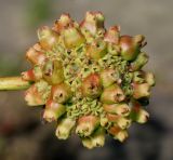 Cephalanthus occidentalis