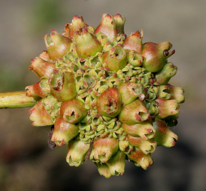 Image of Cephalanthus occidentalis specimen.