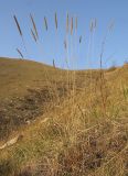 Phleum montanum. Плодоносящее растение. Краснодарский край, м/о г. Новороссийск, хр. Маркотх, каменистый склон горы. 12.10.2014.