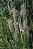 Plantago lanceolata