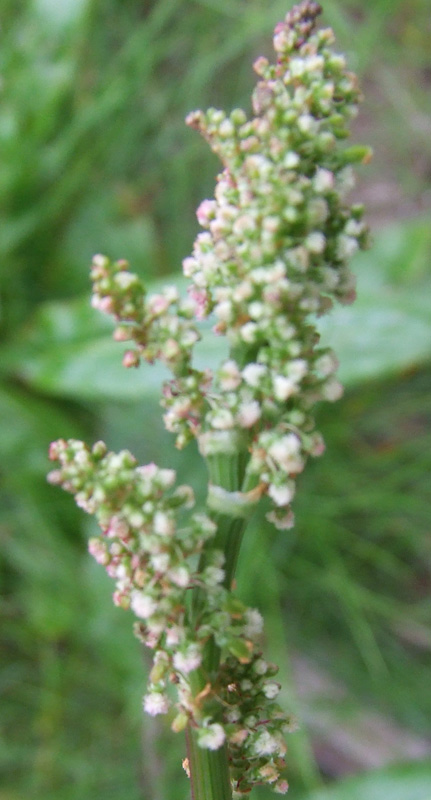 Изображение особи Rumex thyrsiflorus.