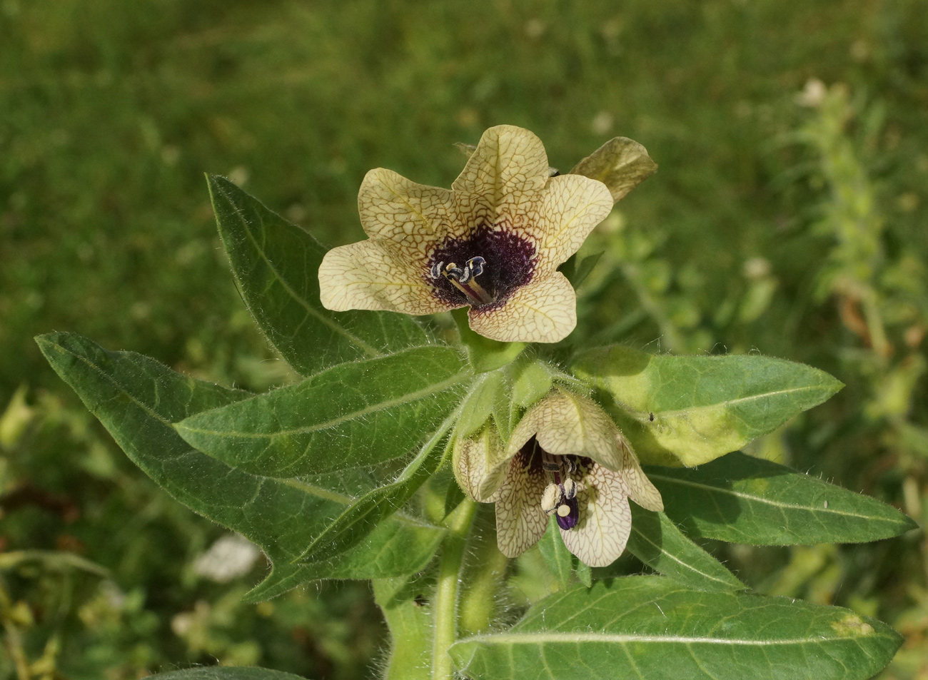 Изображение особи Hyoscyamus niger.