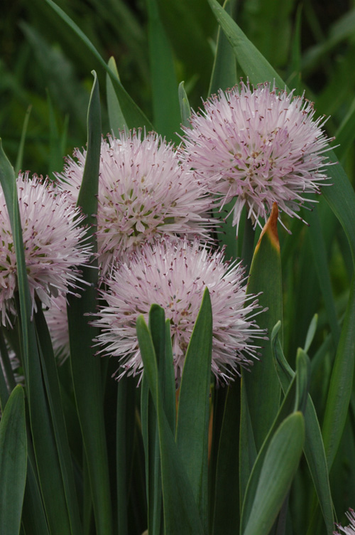 Изображение особи Allium platyspathum.