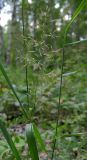 genus Agrostis