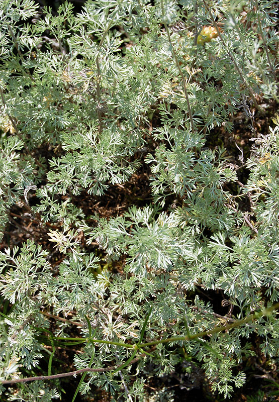 Image of Artemisia frigida specimen.