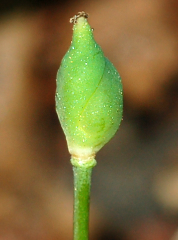Image of Plagiorhegma dubium specimen.