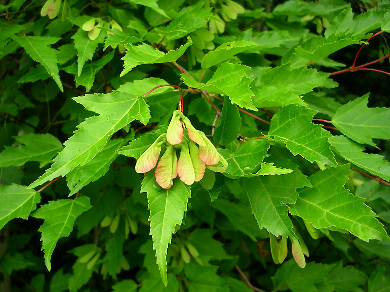 Image of Acer ginnala specimen.