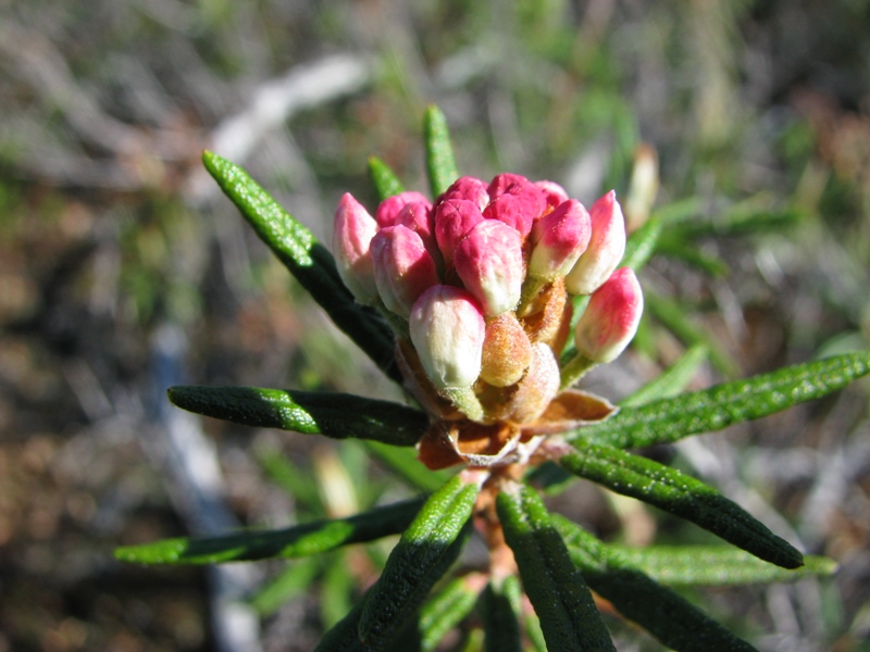 Image of Ledum palustre specimen.