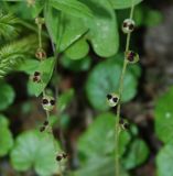 Mitella nuda