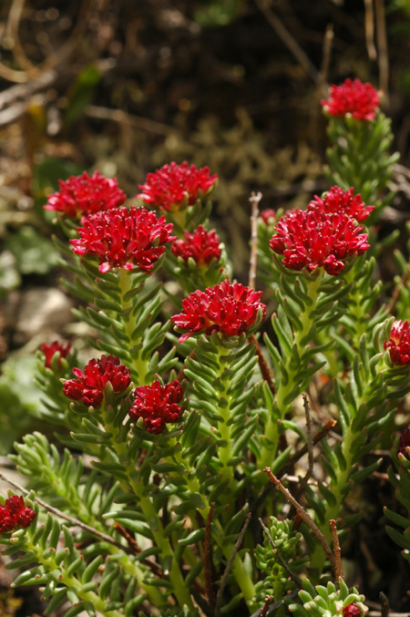 Изображение особи Rhodiola coccinea.