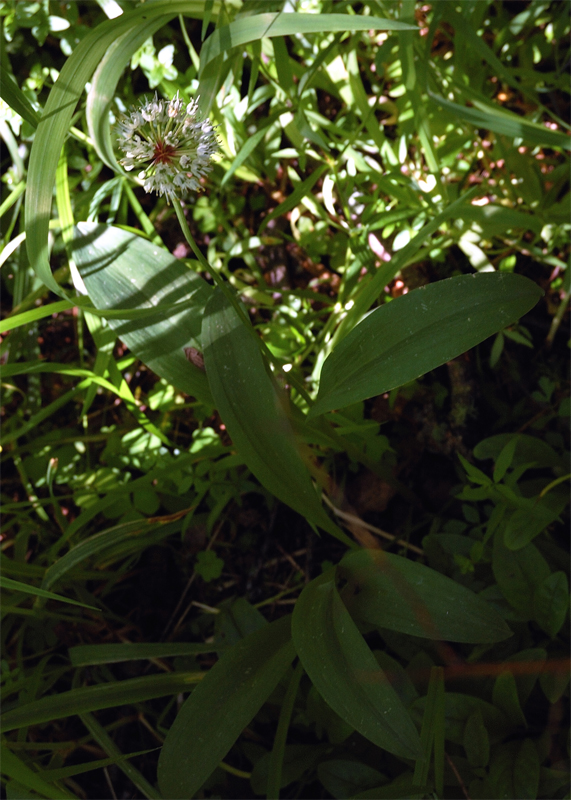 Image of Allium microdictyon specimen.