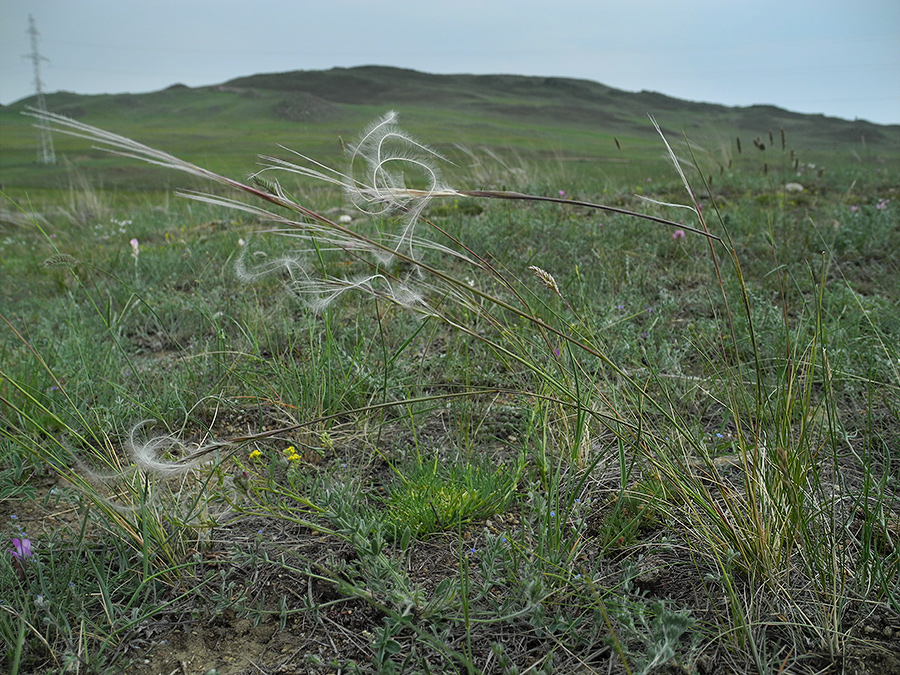 Image of Stipa glareosa specimen.