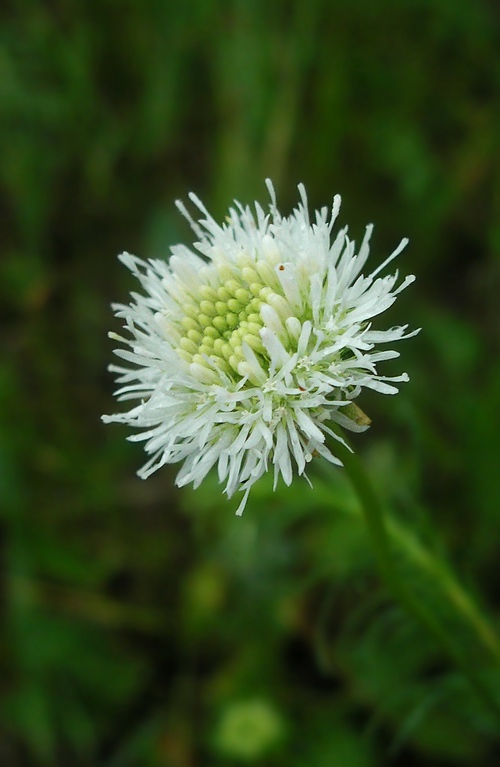 Image of Jasione montana specimen.