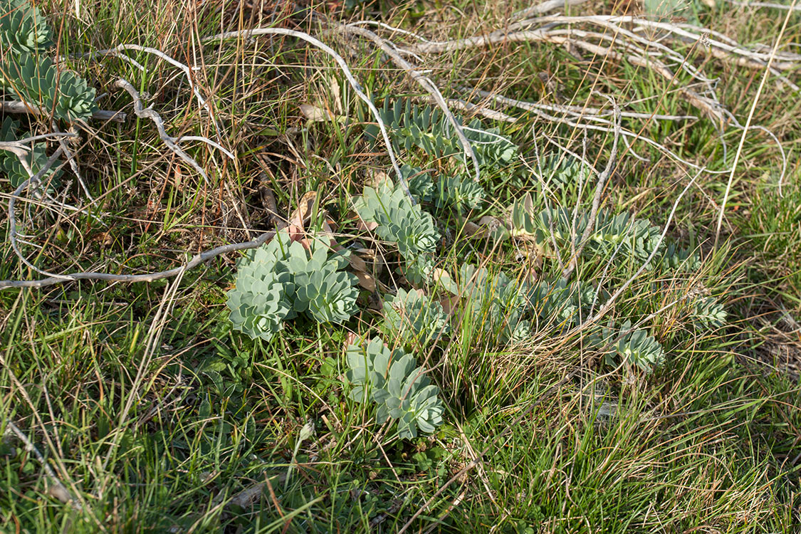 Image of Euphorbia myrsinites specimen.