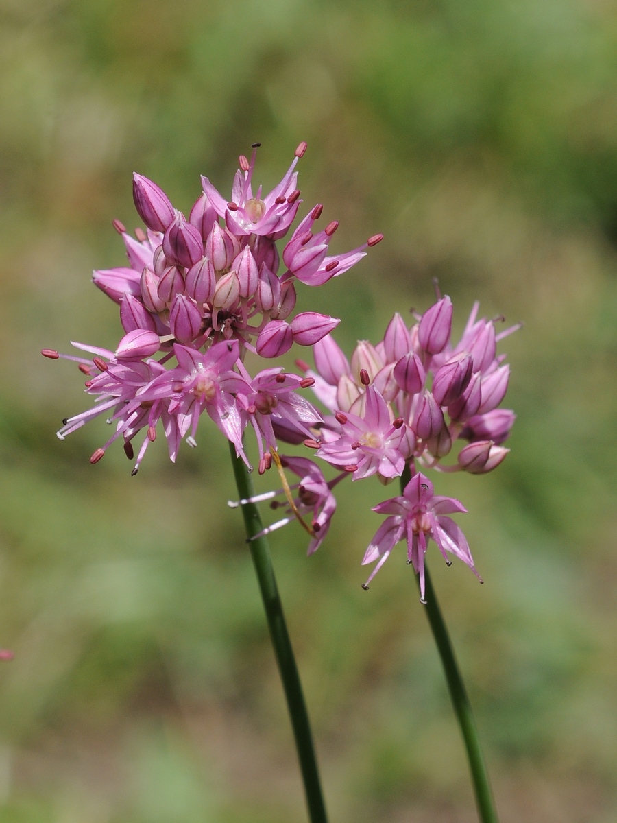 Image of Allium globosum specimen.