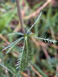 Achillea