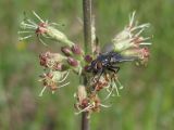 Silene hellmannii