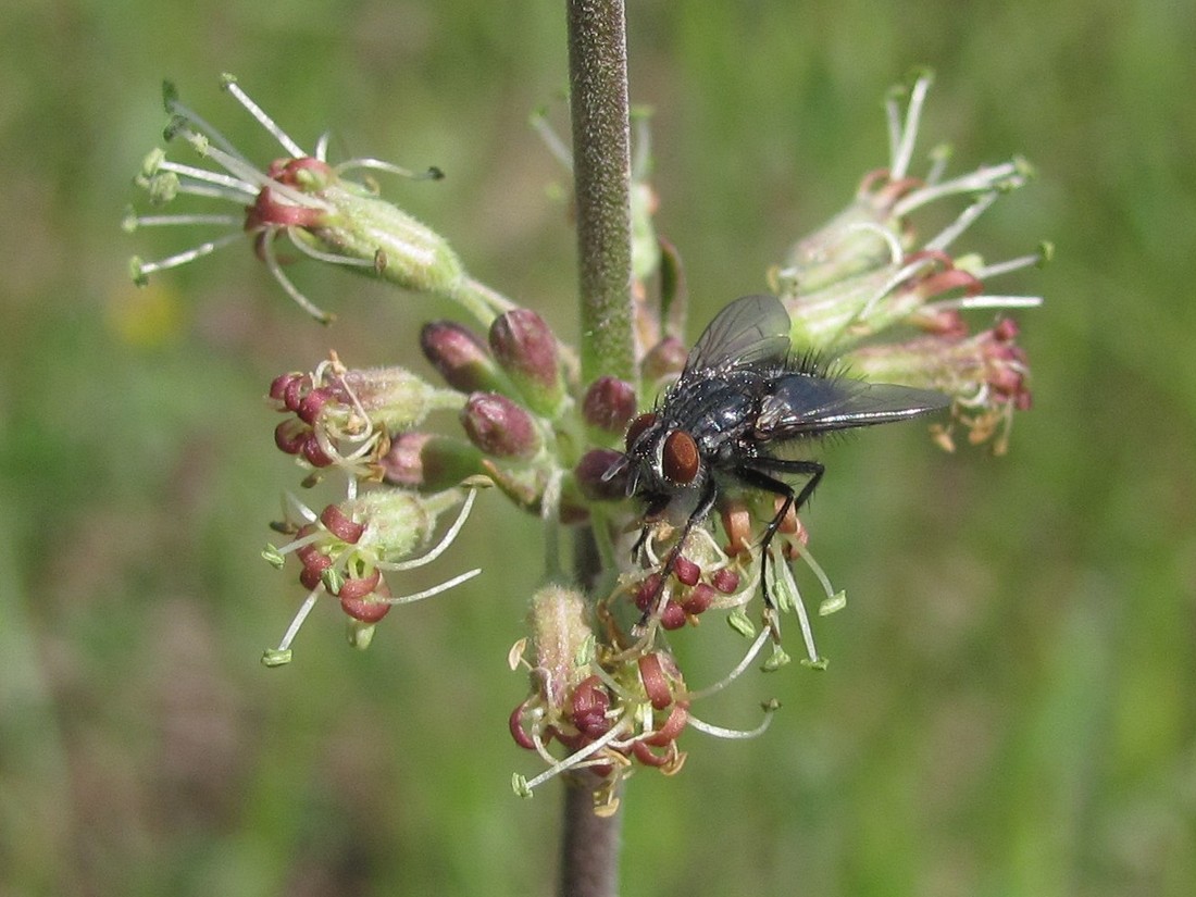 Image of Silene hellmannii specimen.