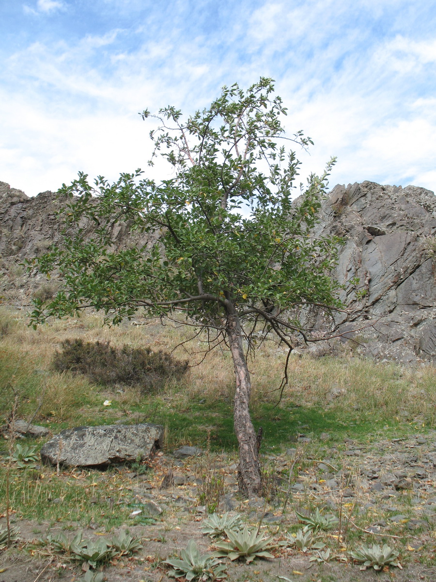 Image of Malus sieversii specimen.