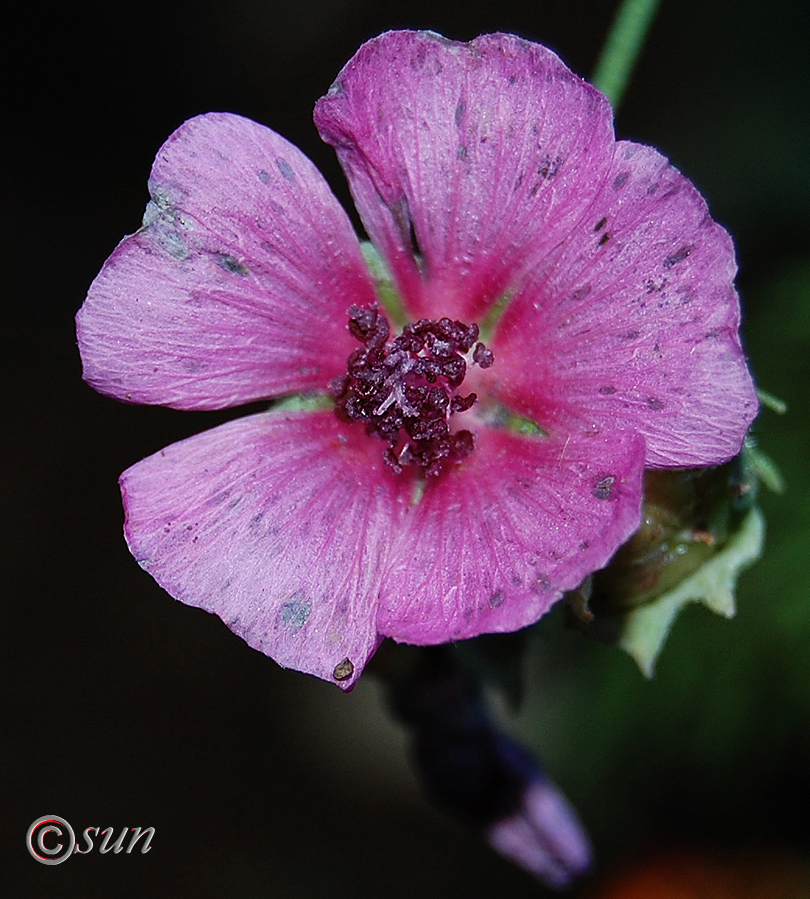 Image of Althaea narbonensis specimen.