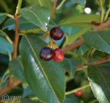 Lauro-cerasus officinalis