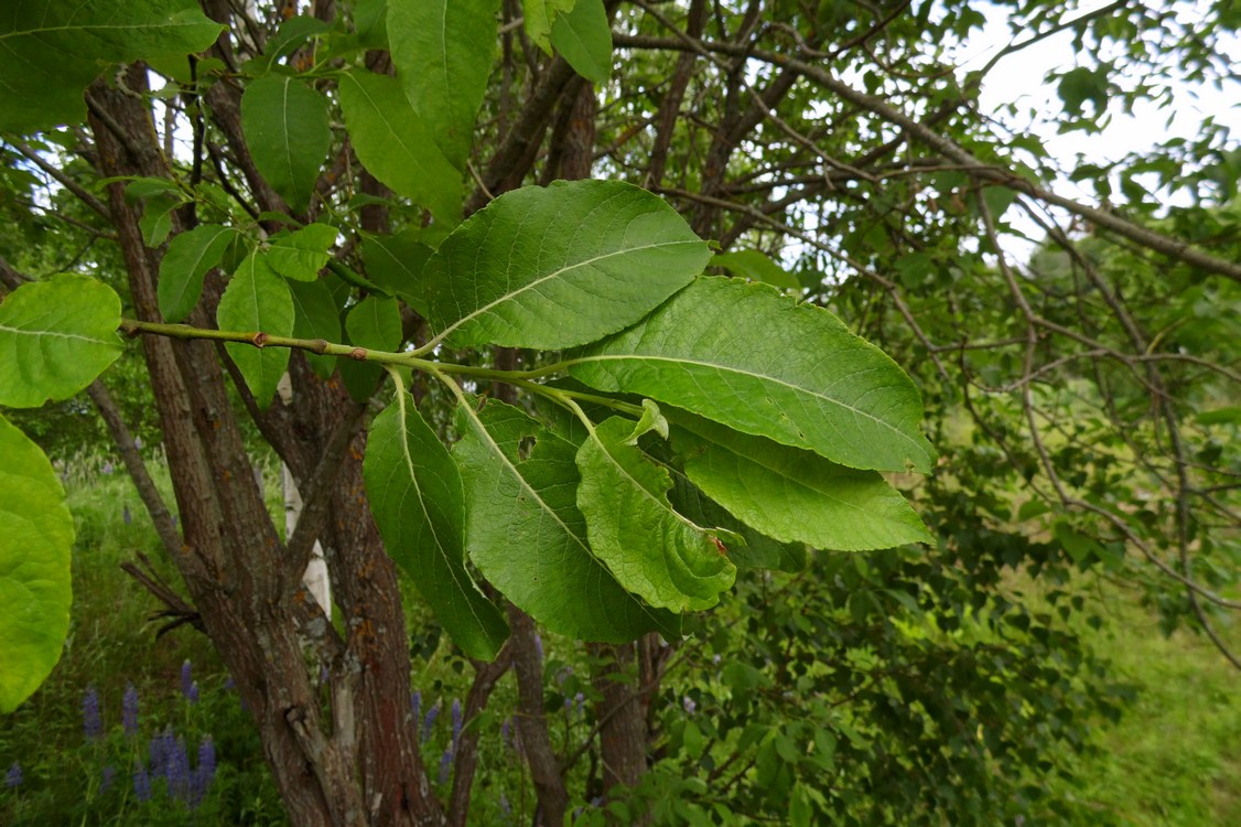 Изображение особи Salix caprea.