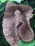 Aristolochia gigantea. Цветок. Австралия, г. Брисбен, ботанический сад. 22.11.2015.