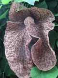 Aristolochia gigantea