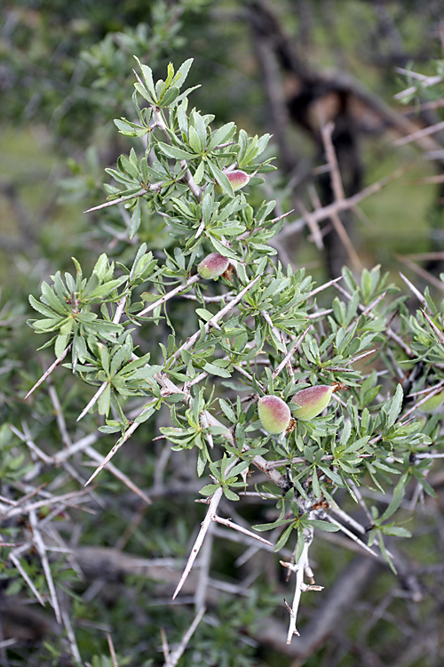 Изображение особи Amygdalus spinosissima.