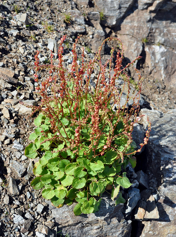 Image of Oxyria digyna specimen.