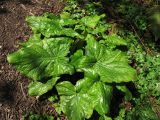 Arum maculatum