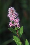 Spiraea salicifolia. Верхушка побега с соцветием. Бурятия, Кабанский р-н, окр. ж.-д. станции Речка Мишиха, прибайкальские луга. 26.07.2012.