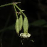 Silene nutans